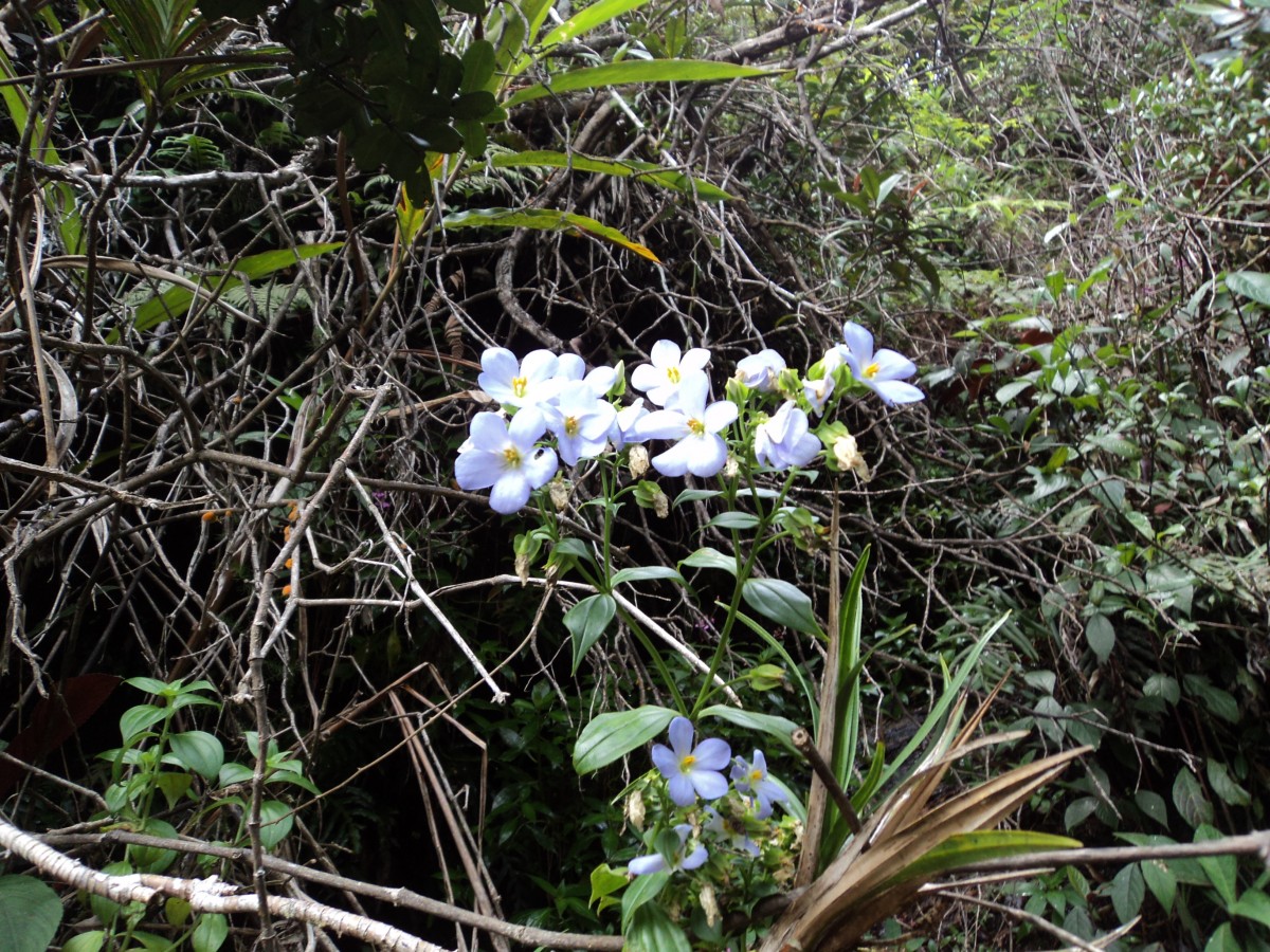 Exacum pallidum (Trimen) Klack.